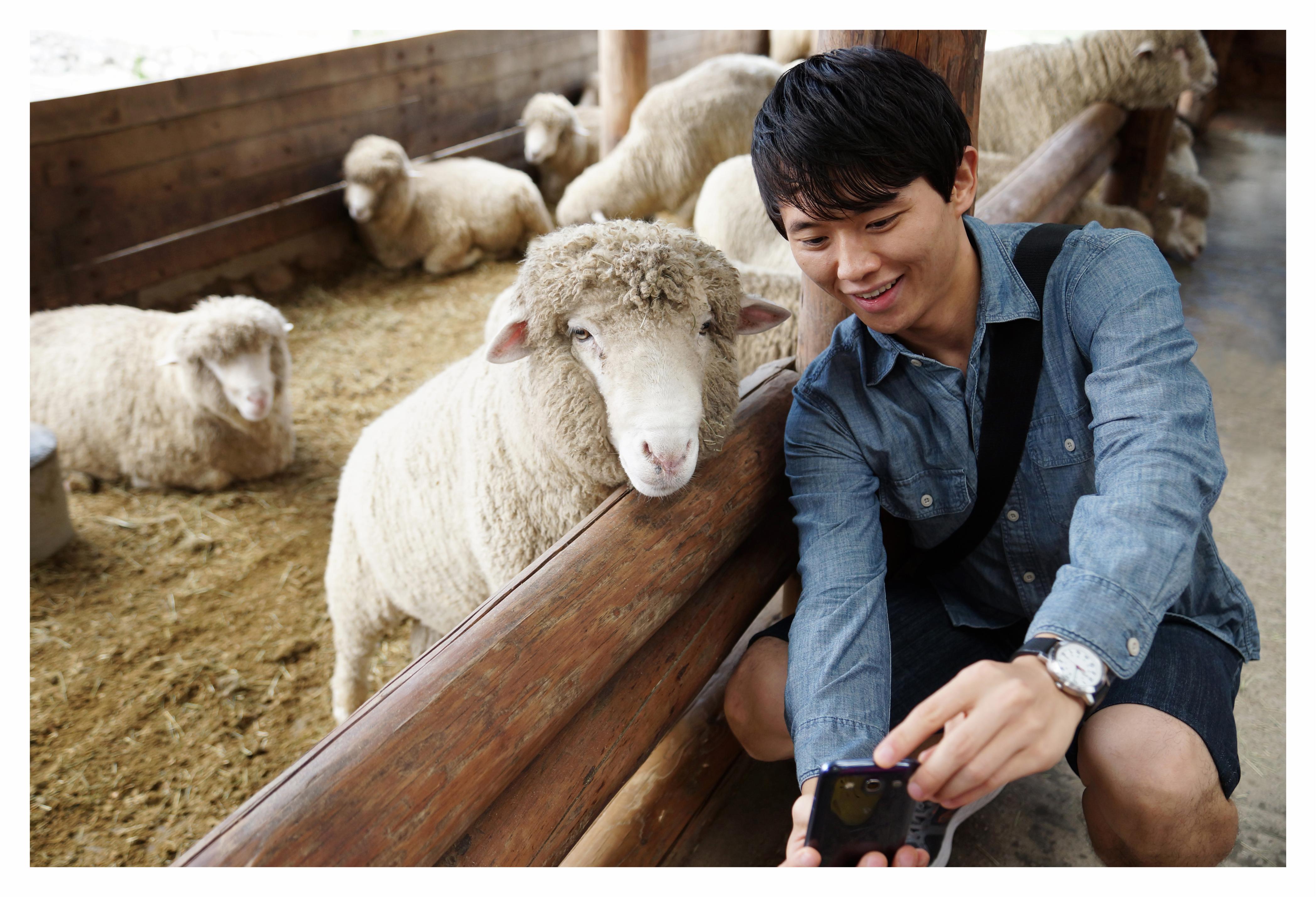 Friendsheep 이미지